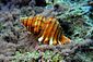 Sea Shell